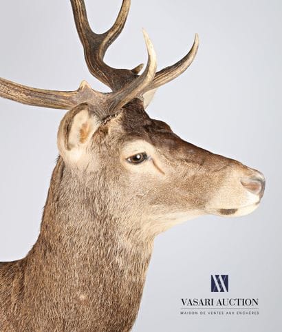 Tête en cape de cerf élaphe (Cervus elaphus,...