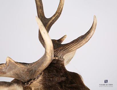 Tête en cape de cerf élaphe (Cervus elaphus,...