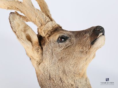 Tête en cape de Brocard (Capreolus capreolus,...