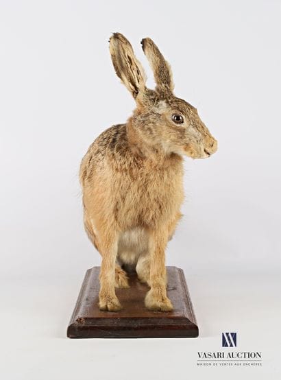 Lièvre (Lepus lepus, non réglementé) sur...