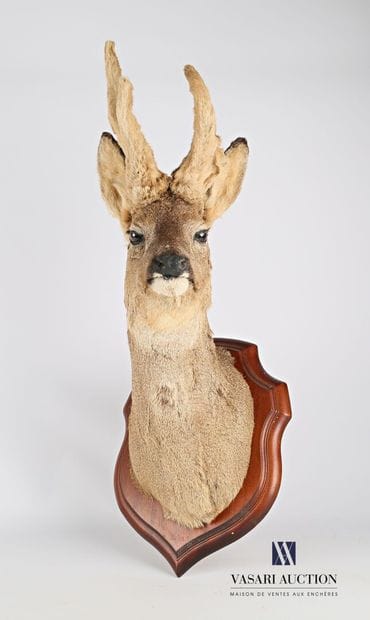 Tête en cape de Brocard (Capreolus capreolus,...