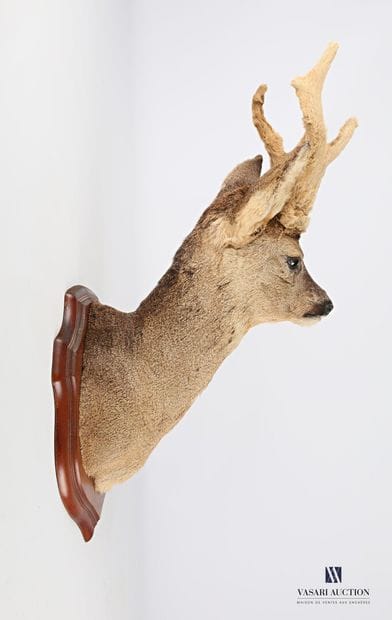 Tête en cape de Brocard (Capreolus capreolus,...