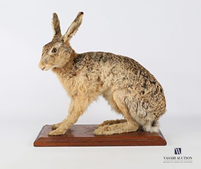 Lièvre (Lepus lepus, non réglementé) sur...