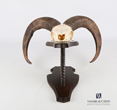 Massacre de mouflon (Ovis orientalis musimon,...