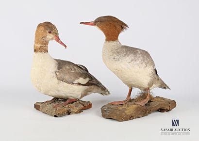 Couple de Harles bièvres (Mergus merganser,...