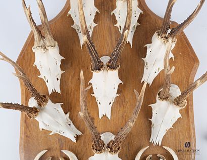 Huit massacres de chevreuil ((Capreolus capreolus,...