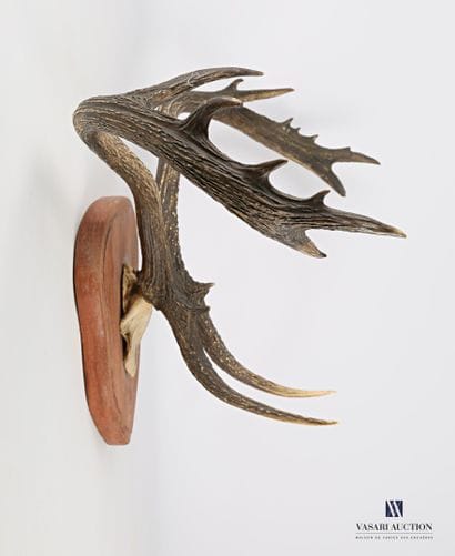 Massacre de cerf de Virginie (Odocoileus...