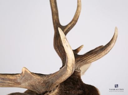 Tête en cape de cerf élaphe (Cervus elaphus,...