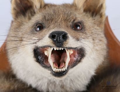 Tête et queue de renard (Vulpes vulpes, non...