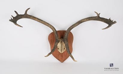 Massacre de cerf de Virginie (Odocoileus...