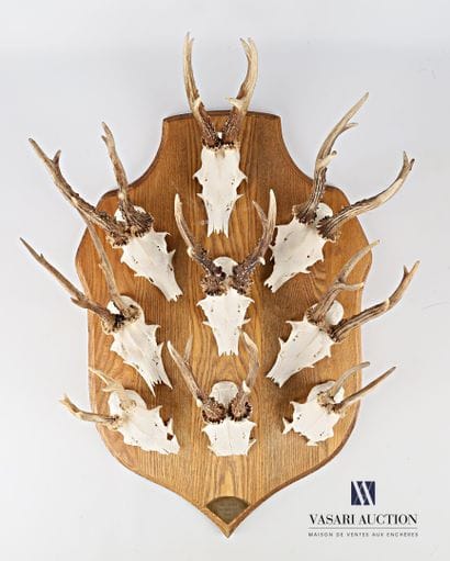 Neuf massacres de chevreuil (Capreolus capreolus,...