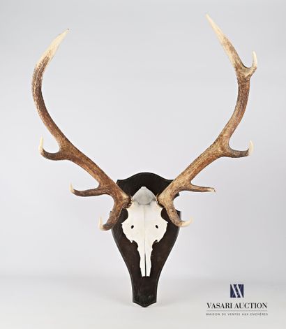 Massacre de cerf élaphe (Cervus elaphus,...