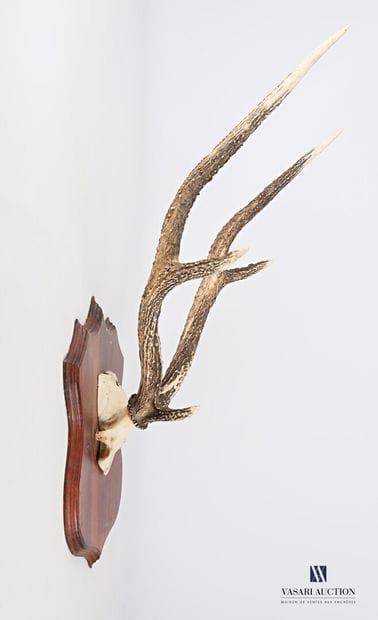 Massacre de cerf de Java (Cervus timorensis,...