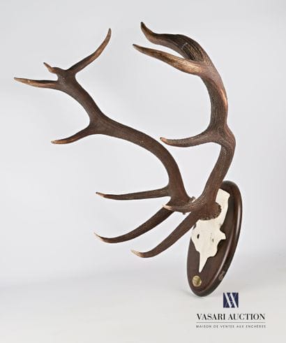 Massacre de cerf élaphe (Cervus elaphus,...