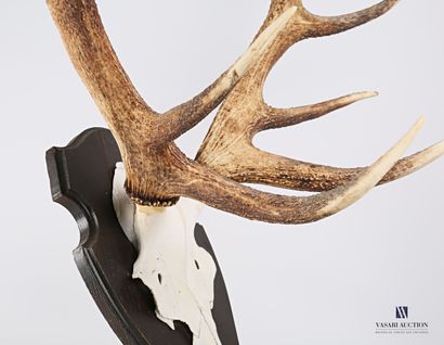 Massacre de cerf élaphe (Cervus elaphus,...
