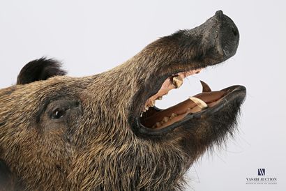 Hure de sanglier naturalisé (Sus srofa, non...