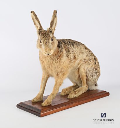 Lièvre (Lepus lepus, non réglementé) sur...