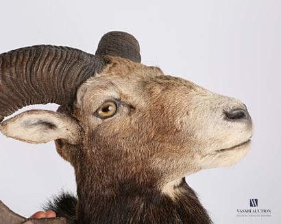 Tête en cape de Mouflon (Ovis orientalis...