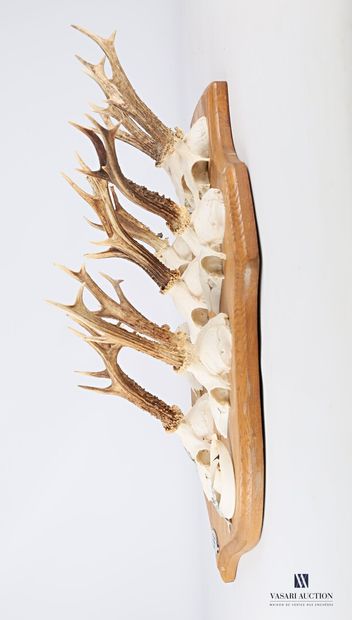 Huit massacres de chevreuil ((Capreolus capreolus,...