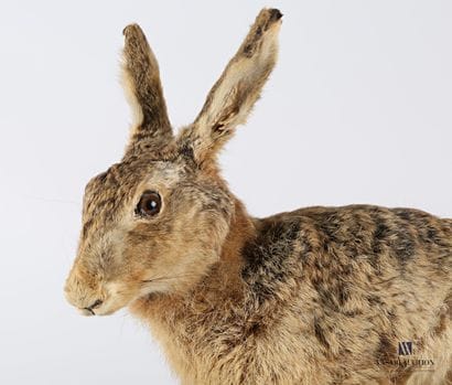 Lièvre (Lepus lepus, non réglementé) sur...