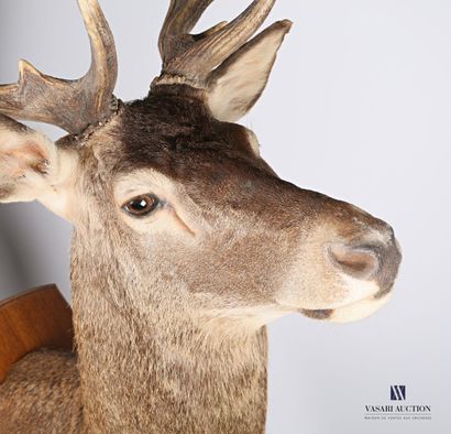 Tête en cape de cerf élaphe (Cervus elaphus,...