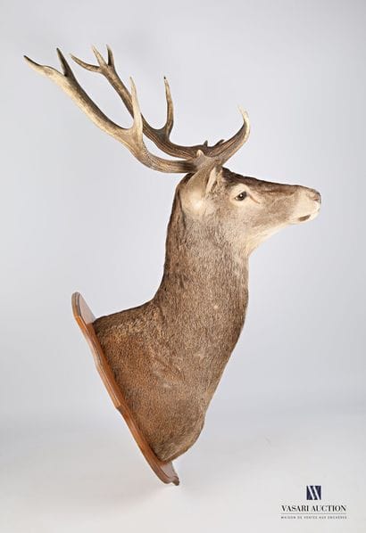 Tête en cape de cerf élaphe (Cervus elaphus,...