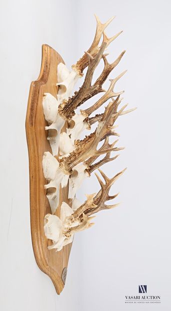 Neuf massacres de chevreuil (Capreolus capreolus,...