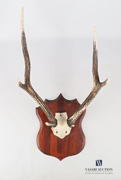 Massacre de cerf de Java (Cervus timorensis,...