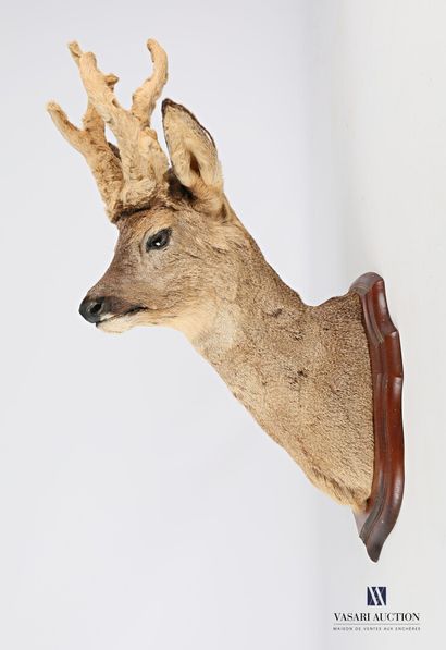 Tête en cape de Brocard (Capreolus capreolus,...