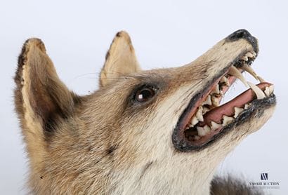 Tête et queue de renard (Vulpes vulpes, non...