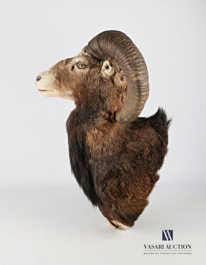 Tête en cape de Mouflon (Ovis orientalis...