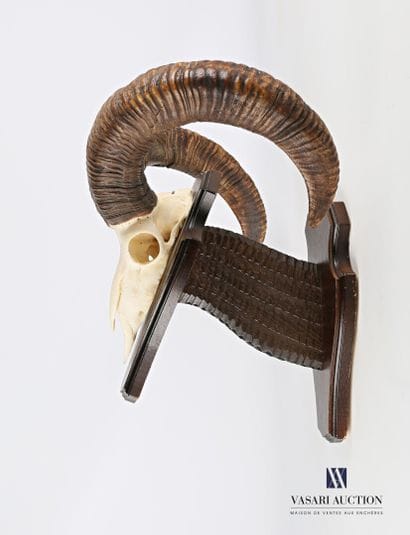 Massacre de mouflon (Ovis orientalis musimon,...