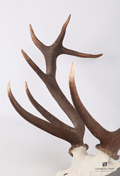 Massacre de cerf élaphe (Cervus elaphus,...