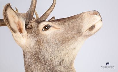 Tête en cape de cerf élaphe (Cervus elaphus,...