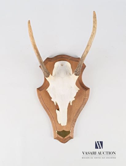 Massacre de daguet (Cervus elaphus, non réglementé)...