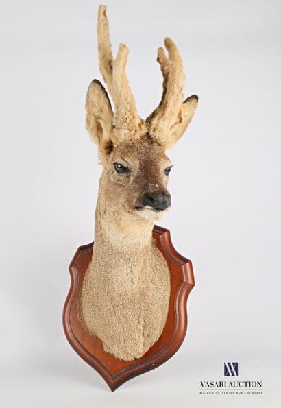 Tête en cape de Brocard (Capreolus capreolus,...