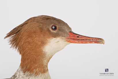 Couple de Harles bièvres (Mergus merganser,...