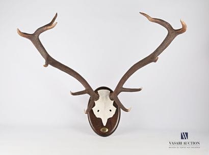 Massacre de cerf élaphe (Cervus elaphus,...