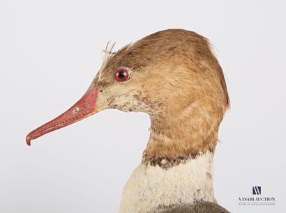 Couple de Harles bièvres (Mergus merganser,...