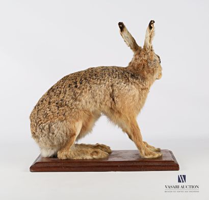Lièvre (Lepus lepus, non réglementé) sur...