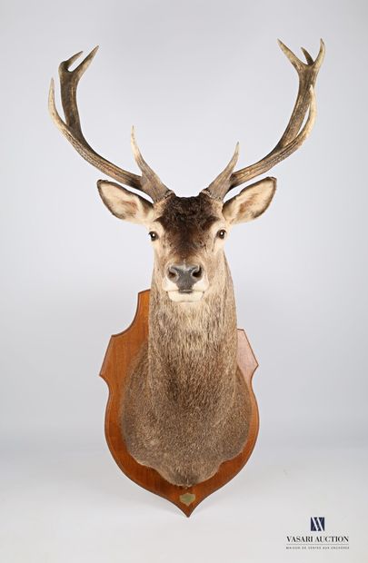 Tête en cape de cerf élaphe (Cervus elaphus,...