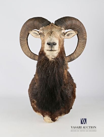 Tête en cape de Mouflon (Ovis orientalis...