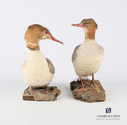 Couple de Harles bièvres (Mergus merganser,...