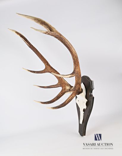 Massacre de cerf élaphe (Cervus elaphus,...