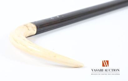 Cane in exotic wood, with knob in warthog...