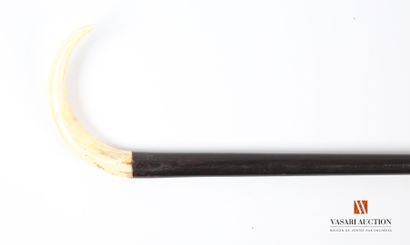 Cane in exotic wood, with knob in warthog...