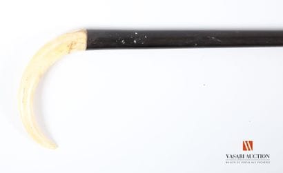 Cane in exotic wood, with knob in warthog...