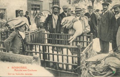 CPA - BOURGUEIL - Marché aux Cochons