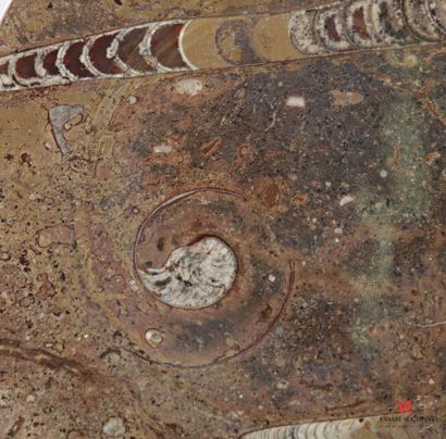Octagonal dish in polished marble with ammonite...