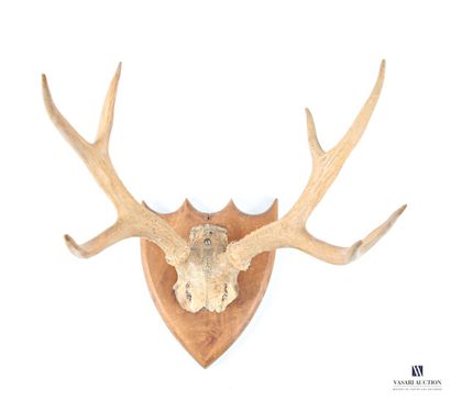 Massacre de cerf élaphe (cervus élaphus,...